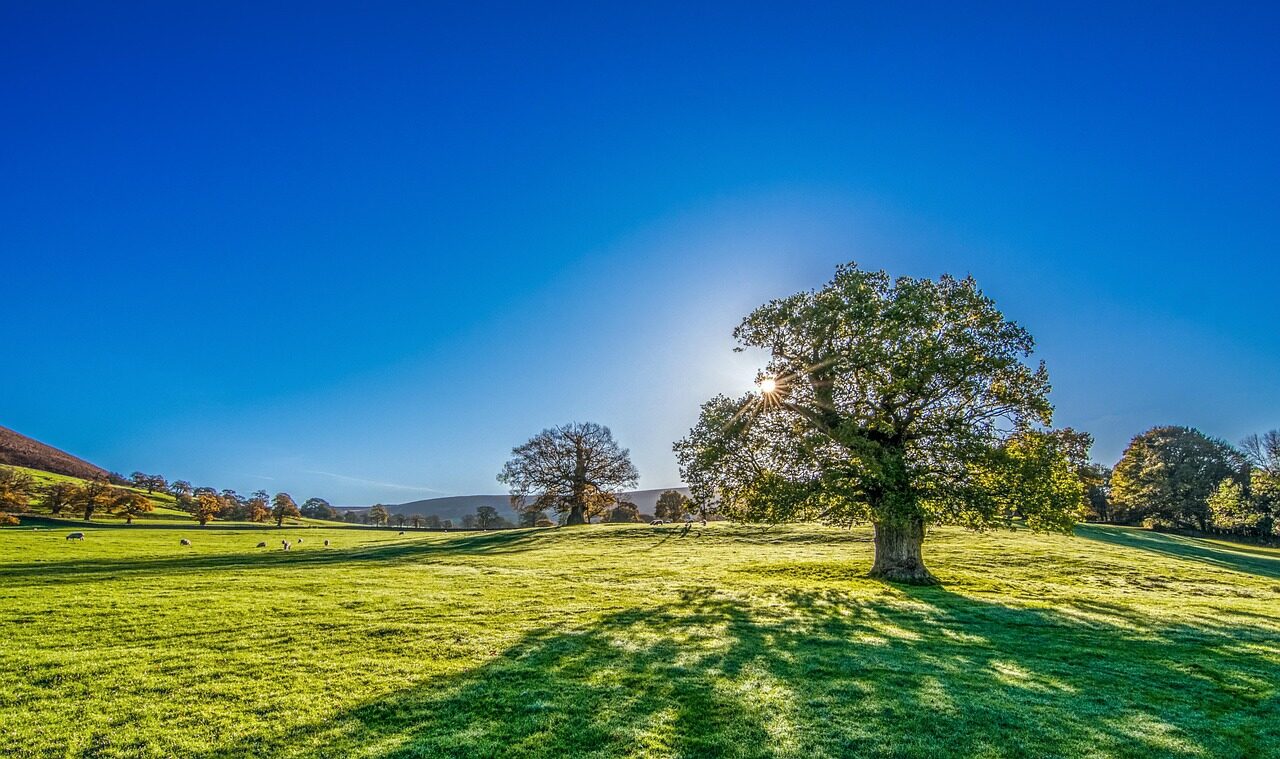 Bright sun in a clear sky